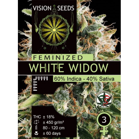 White Widow - VISION SEEDS
