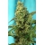 Green Poison F1 Fast Version - SWEET SEEDS
