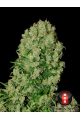 White Russian 100% - SERIOUS SEEDS
