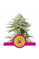 White Widow - ROYAL QUEEN SEEDS