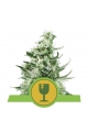 Royal Critical Automatic - ROYAL QUEEN SEEDS