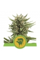 Sweet Skunk Automatic - ROYAL QUEEN SEEDS