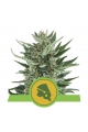 Royal Cheese Automatic - ROYAL QUEEN SEEDS