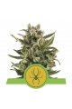 White Widow Automatic - ROYAL QUEEN SEEDS