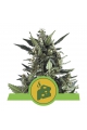 Blue Cheese Automatic - ROYAL QUEEN SEEDS