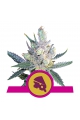 Royal Cheese Fast Version - ROYAL QUEEN SEEDS