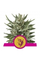 Speedy Chile Fast Version - ROYAL QUEEN SEEDS