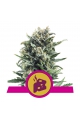 Blue Cheese - ROYAL QUEEN SEEDS