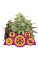 Feminized Mix - ROYAL QUEEN SEEDS