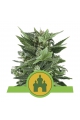 Royal Kush Automatic - ROYAL QUEEN SEEDS