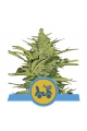 Fast Eddy Automatic CBD - ROYAL QUEEN SEEDS