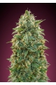 Feminized Collection #5 - ADVANCED SEEDS
