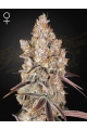 Holy Snow - GREEN HOUSE SEEDS