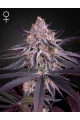 King's Juice - GREEN HOUSE SEEDS