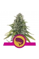 Royal Moby - ROYAL QUEEN SEEDS
