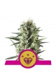 Special Kush #1 - ROYAL QUEEN SEEDS