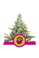 AMG - ROYAL QUEEN SEEDS