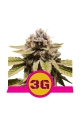 Triple G - ROYAL QUEEN SEEDS