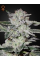 Sweet Valley Kush - GREEN HOUSE SEEDS