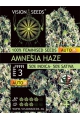 Amnesia Haze Auto - VISION SEEDS