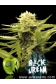 Black Dream - EVA SEEDS