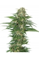 Early Skunk Automatic - SENSI SEEDS