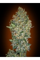 Feminized Collection #1 - 00 SEEDS BANK