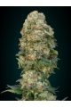 Feminized Collection #1 - ADVANCED SEEDS