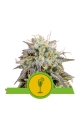 Mimosa Auto - ROYAL QUEEN SEEDS