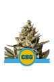 Royal CBG Automatic - ROYAL QUEEN SEEDS