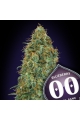 Blueberry - 00 SEEDS BANK