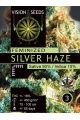 Silver Haze - VISION SEEDS