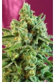 S.A.D. Sweet Afgani Delicious CBD - SWEET SEEDS