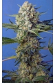 Crystal Candy F1 Fast Version - SWEET SEEDS