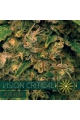 Vision Critical Auto - VISION SEEDS